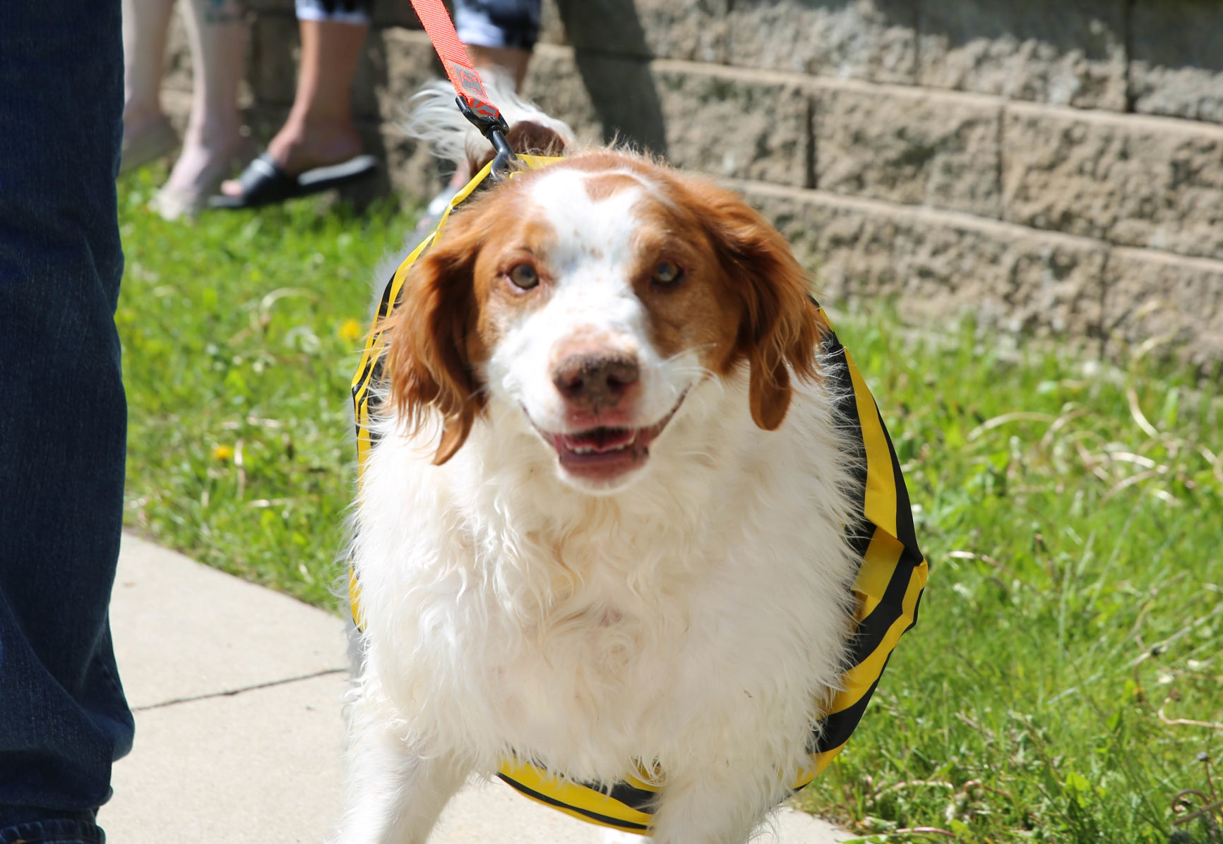 Pet parade at Good Shepherd (8).jpg